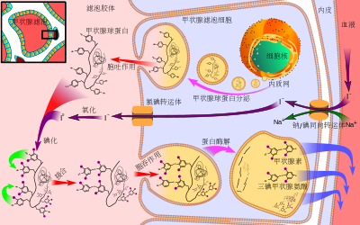 b6ce04aa7096c7122b66bc69d7447936_u=2962169815,3254505415&fm=26&gp=0.jpg